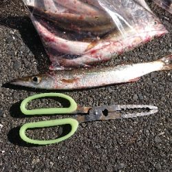 カマス絨毯発見！