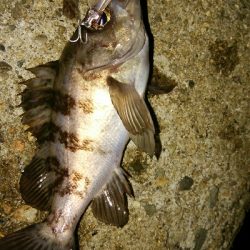 メバルプラッギング