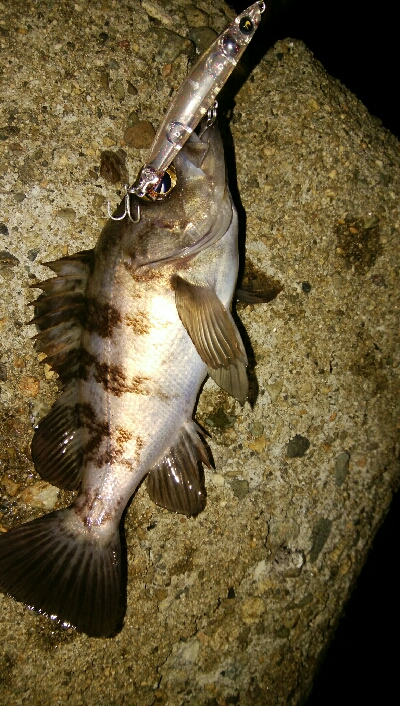 メバルプラッギング