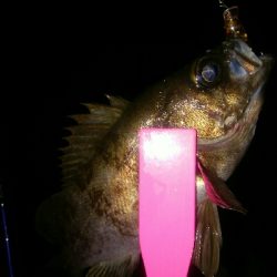 チョイ渋メバルプラッギング