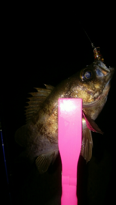 チョイ渋メバルプラッギング