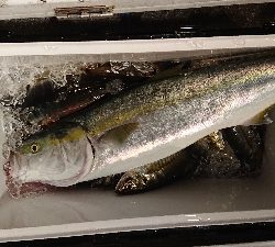 功成丸でアジ釣りからのブリ釣り