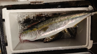 功成丸でアジ釣りからのブリ釣り