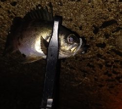 好調!ライトゲーム