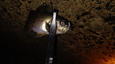 好調!ライトゲーム