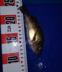 メバルは釣れます