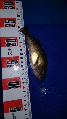 メバルは釣れます