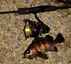 今日もメバリング