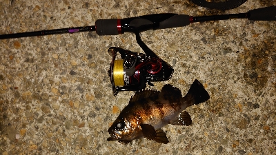 今日もメバリング