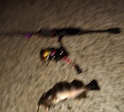 いつものメバリング