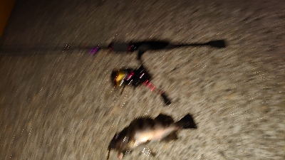 いつものメバリング