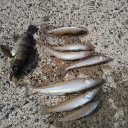 まずまずの成果