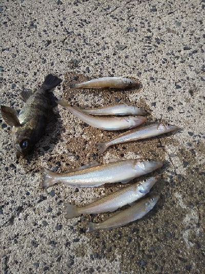 まずまずの成果