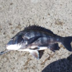 今年エビ撒き初スズキ