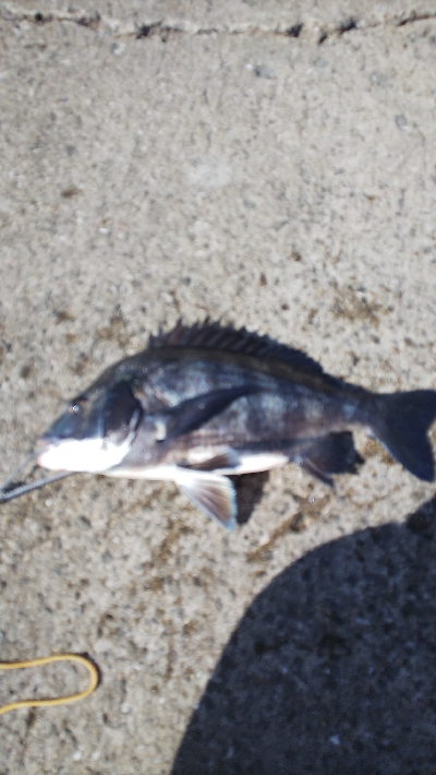 今年エビ撒き初スズキ