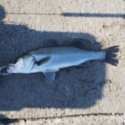 サイズアップが欲しいところ