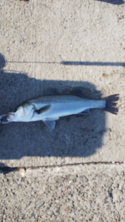 サイズアップが欲しいところ