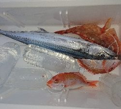 初心者様ご案内