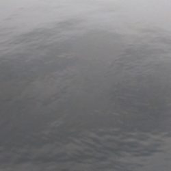 今年50オーバー３匹目