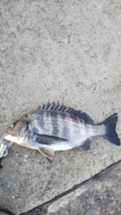 夕日を見ながらエビ撒きフィッシング