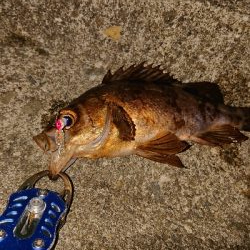 今日はメバル。