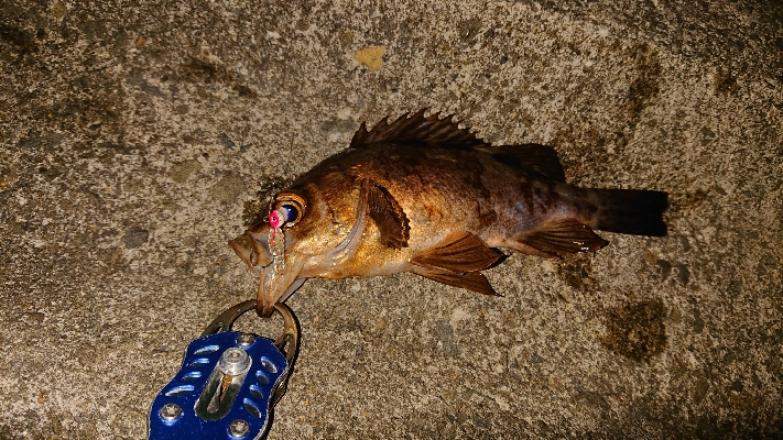 今日はメバル。