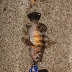 今日もメバリング。