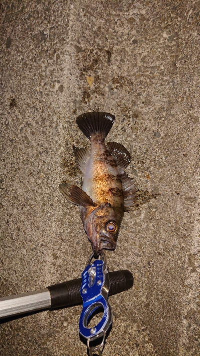 今日もメバリング。