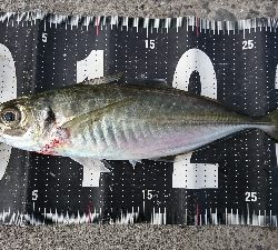 デイ尺アジ&ブリ