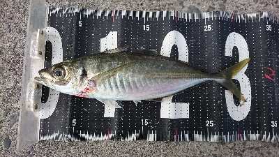 デイ尺アジ&ブリ