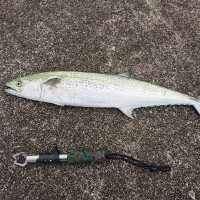 太くて脂がのってうまいやつ