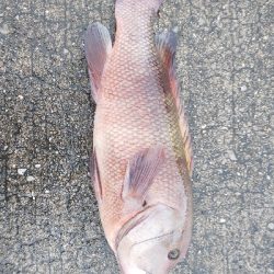 津久見の間元にてまさかの