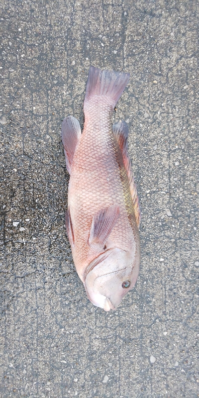 津久見の間元にてまさかの