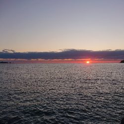 久しぶりの良型アオリイカに感動(；ω；)