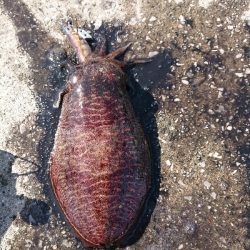 短時間デイエギング