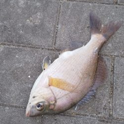 癒やしのサビキ釣り