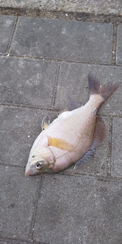 癒やしのサビキ釣り