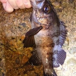 淡路メバリング