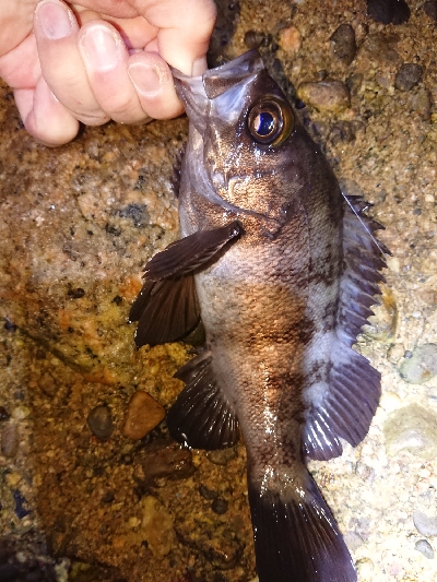 淡路ﾒﾊﾞﾘﾝｸﾞ