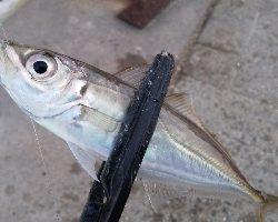 サビキでサクっと