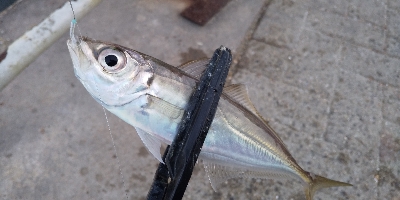 サビキでサクっと