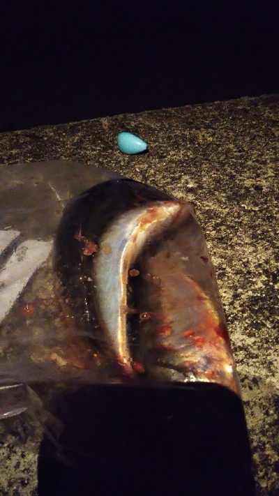 ワアッ❗️鯵か…