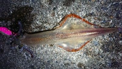 朝マズメヤリイカ狙い