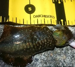 夕方からのヤリイカエギング