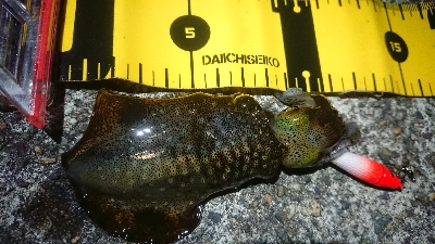 夕方からのヤリイカエギング