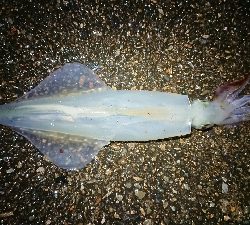 雪の降る中……