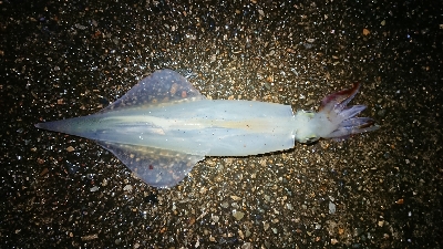 雪の降る中……