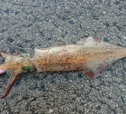 朝マズメ、ヤリイカ狙い