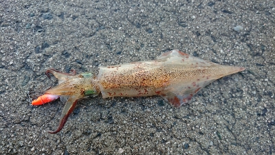 朝マズメ、ヤリイカ狙い