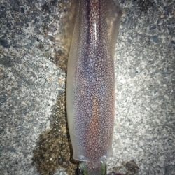 仕事終わりヤリイカ狙い